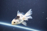 Baby Thai Oranda  Panda 3.5 Inch (ID#1101ToPTA-34) Free2Day SHIPPING