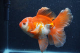 Thai Oranda  Red White 6 Inch (ID#404T7b-94)