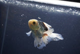 Baby Thai Oranda  Panda 3.5 Inch (ID#1101ToPTA-34) Free2Day SHIPPING