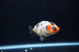 Baby Ranchu  Calico 2.5 Inch (ID#1213R9c-30) Free2Day SHIPPING