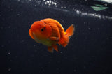Juvenile Lionchu  Red White 3.5 Inch (ID#304R11a-25) Free2Day SHIPPING
