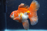 Thai Oranda  Red White 6 Inch (ID#404T7b-94)