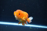 Juvenile Lionchu  Red White 3.5 Inch (ID#1011R11a-28) Free2Day SHIPPING