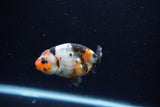 Baby Ranchu  Calico 2.5 Inch (ID#1213R9c-30) Free2Day SHIPPING