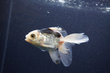 Baby Thai Oranda  Panda 3.5 Inch (ID#1101ToPTA-34) Free2Day SHIPPING