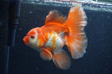 Thai Oranda  Red White 6 Inch (ID#404T7b-94)