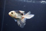 Baby Thai Oranda  Panda 3.5 Inch (ID#1101ToPTA-34) Free2Day SHIPPING