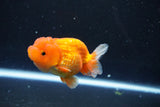 Juvenile Lionchu  Red White 3.5 Inch (ID#1011R11a-28) Free2Day SHIPPING