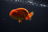 Juvenile Lionchu  Red White 3.5 Inch (ID#304R11a-25) Free2Day SHIPPING