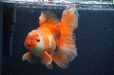 Thai Oranda  Red White 6 Inch (ID#404T7b-94)