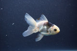 Baby Thai Oranda  Panda 3.5 Inch (ID#1101ToPTA-34) Free2Day SHIPPING