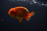 Juvenile Lionchu  Red White 3.5 Inch (ID#304R11a-25) Free2Day SHIPPING