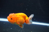 Juvenile Lionchu  Red White 3.5 Inch (ID#1011R11a-28) Free2Day SHIPPING