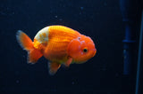 Juvenile Lionchu  Red White 3.5 Inch (ID#304R11a-25) Free2Day SHIPPING