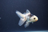 Baby Thai Oranda  Panda 3.5 Inch (ID#1101ToPTA-34) Free2Day SHIPPING