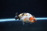 Baby Ranchu  Calico 2.5 Inch (ID#1213R9c-30) Free2Day SHIPPING