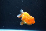 Juvenile Lionchu  Red White 3.5 Inch (ID#1011R11a-28) Free2Day SHIPPING