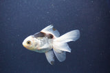 Baby Thai Oranda  Panda 3.5 Inch (ID#1101ToPTA-34) Free2Day SHIPPING