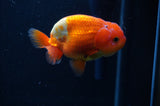 Juvenile Lionchu  Red White 3.5 Inch (ID#304R11a-25) Free2Day SHIPPING