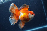 Thai Oranda  Red White 6 Inch (ID#404T7b-95)