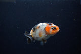 Baby Ranchu  Calico 2.5 Inch (ID#1213R9c-30) Free2Day SHIPPING