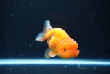 Juvenile Lionchu  Red White 3.5 Inch (ID#1011R11a-28) Free2Day SHIPPING