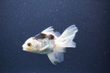 Baby Thai Oranda  Panda 3.5 Inch (ID#1101ToPTA-34) Free2Day SHIPPING