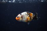 Baby Ranchu  Calico 2.5 Inch (ID#1213R9c-30) Free2Day SHIPPING