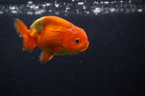 Juvenile Lionchu  Red White 3.5 Inch (ID#304R11a-25) Free2Day SHIPPING