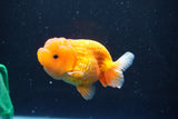 Juvenile Lionchu  Red White 3.5 Inch (ID#1011R11a-28) Free2Day SHIPPING