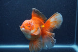 Thai Oranda  Red White 6 Inch (ID#404T7b-95)