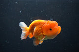 Juvenile Lionchu  Red White 3.5 Inch (ID#1011R11a-28) Free2Day SHIPPING