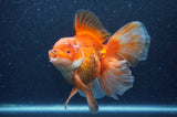 Thai Oranda  Red White 6 Inch (ID#404T7b-95)