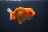 Juvenile Lionchu  Red White 3.5 Inch (ID#1011R11a-28) Free2Day SHIPPING