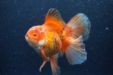 Thai Oranda  Red White 6 Inch (ID#404T7b-95)