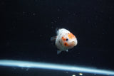 Baby Ranchu  Calico 3 Inch (ID#1213R9c-31) Free2Day SHIPPING