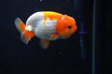 Juvenile Lionchu  Red White 3 Inch (ID#304R11b-26) Free2Day SHIPPING