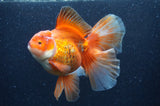 Thai Oranda  Red White 6 Inch (ID#404T7b-95)