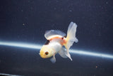 Baby Thai Oranda  Panda 3.5 Inch (ID#1105ToPTA-28) Free2Day SHIPPING