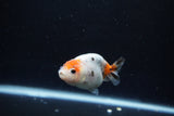 Baby Ranchu  Calico 3 Inch (ID#1213R9c-31) Free2Day SHIPPING