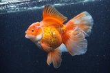 Thai Oranda  Red White 6 Inch (ID#404T7b-95)