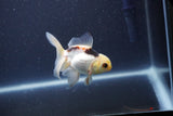 Baby Thai Oranda  Panda 3.5 Inch (ID#1105ToPTA-28) Free2Day SHIPPING