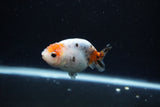 Baby Ranchu  Calico 3 Inch (ID#1213R9c-31) Free2Day SHIPPING