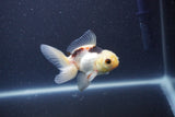 Baby Thai Oranda  Panda 3.5 Inch (ID#1105ToPTA-28) Free2Day SHIPPING