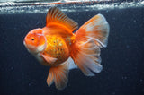 Thai Oranda  Red White 6 Inch (ID#404T7b-95)