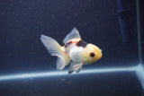 Baby Thai Oranda  Panda 3.5 Inch (ID#1105ToPTA-28) Free2Day SHIPPING