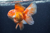 Thai Oranda  Red White 6 Inch (ID#404T7b-95)