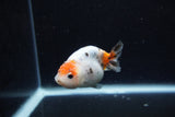 Baby Ranchu  Calico 3 Inch (ID#1213R9c-31) Free2Day SHIPPING