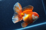 Thai Oranda  Red White 6 Inch (ID#404T7b-95)