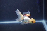 Baby Thai Oranda  Panda 3.5 Inch (ID#1105ToPTA-28) Free2Day SHIPPING